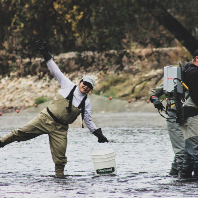 KRCD Staff and Volunteers in the river during electrofishing