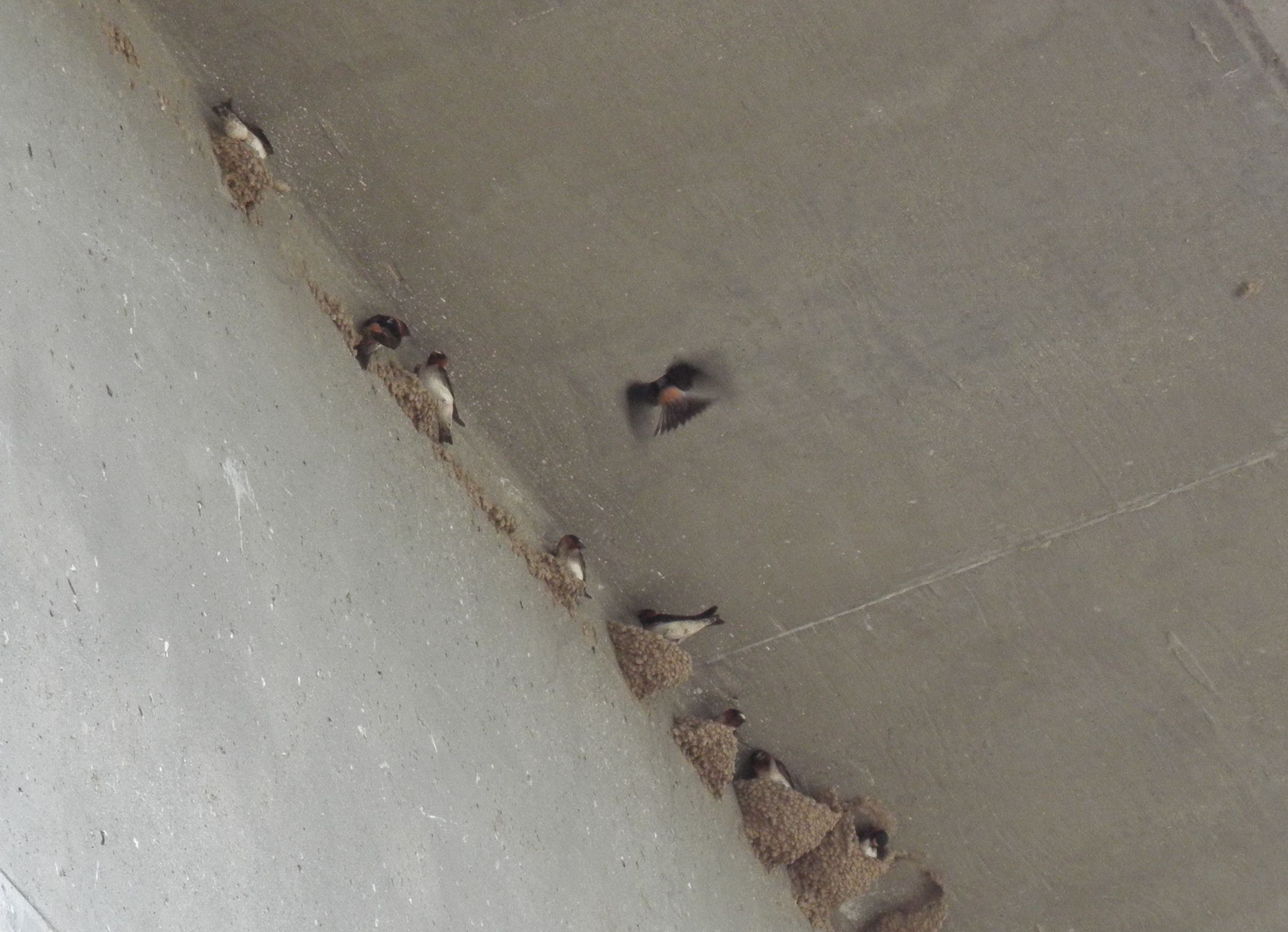 Cliff Swallows
