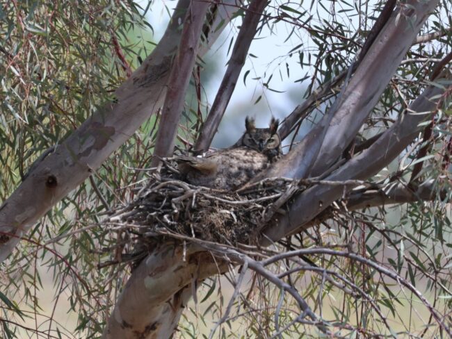 KRCD_web_blog_featuredimage_spring2025_birdsurvey